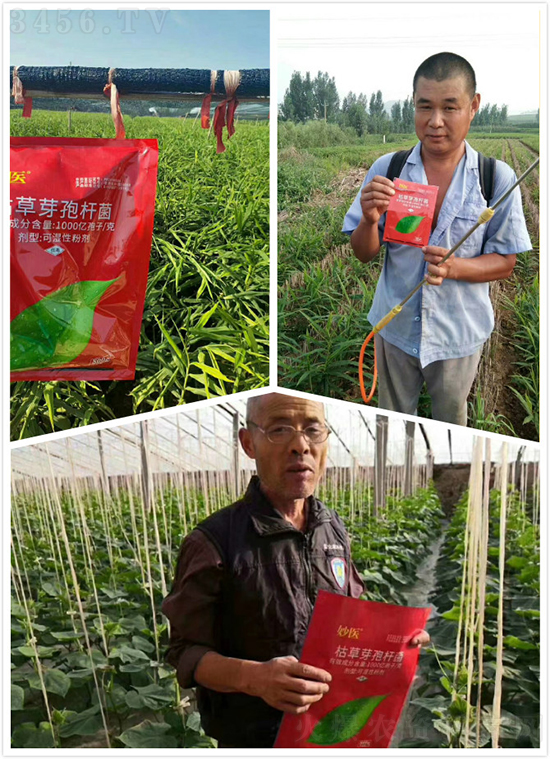 什么是“枯草芽孢杆菌”?枯草芽孢杆菌你真的了解吗? 什么是“枯草芽孢杆菌”?枯草芽孢杆菌你真的了解吗?